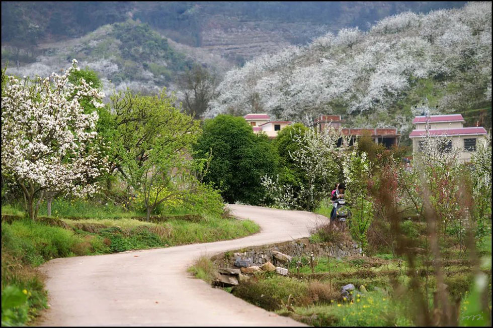 【春天,广西桂林灌阳县向您发出邀请!】我们在灌阳看梨花 - 游山玩水 - 青岛生活社区 - 青岛28生活网 qd.28life.com