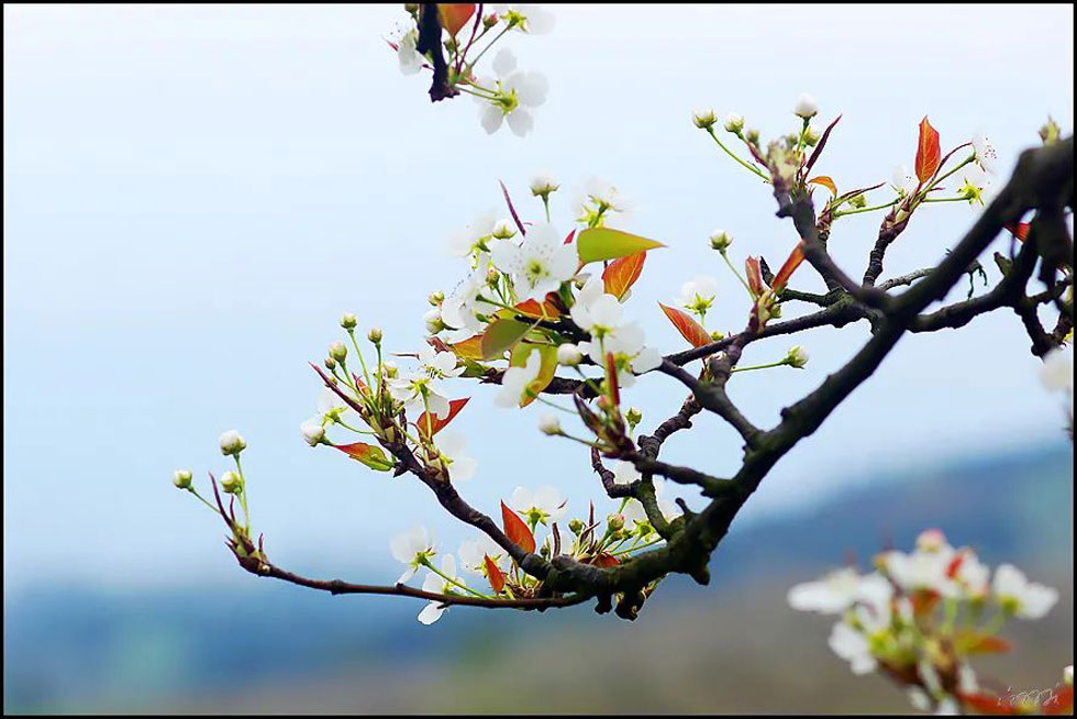 【春天,广西桂林灌阳县向您发出邀请!】我们在灌阳看梨花 - 游山玩水 - 青岛生活社区 - 青岛28生活网 qd.28life.com