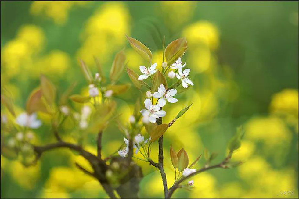 【春天,广西桂林灌阳县向您发出邀请!】我们在灌阳看梨花 - 游山玩水 - 青岛生活社区 - 青岛28生活网 qd.28life.com