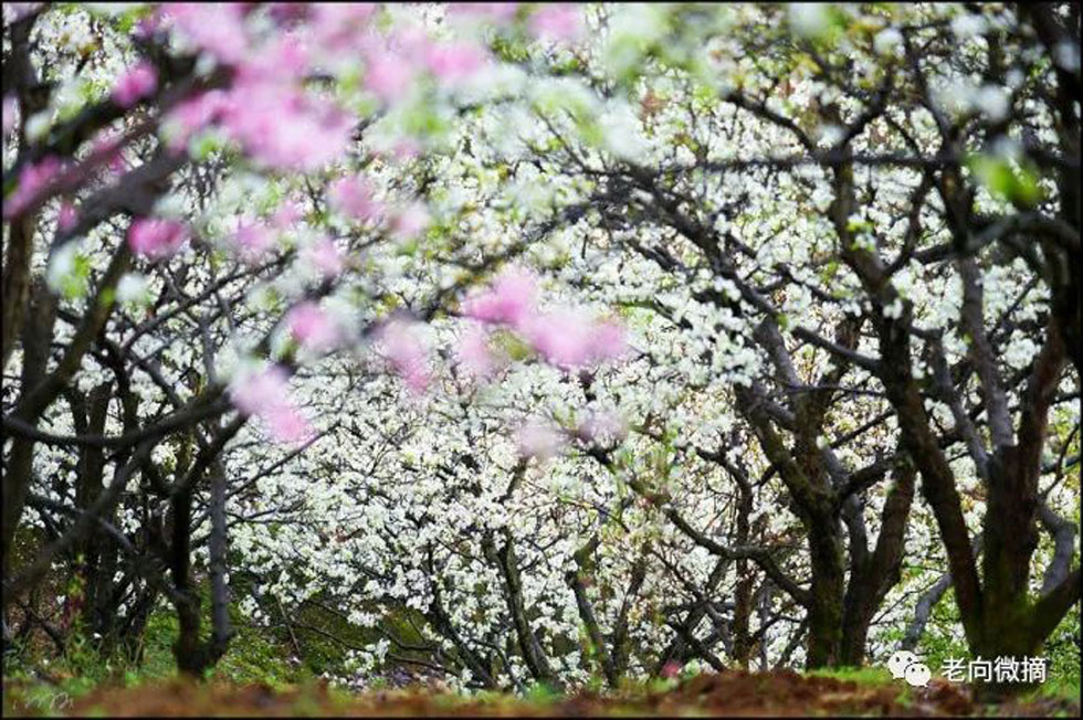 【春天,广西桂林灌阳县向您发出邀请!】我们在灌阳看梨花 - 游山玩水 - 青岛生活社区 - 青岛28生活网 qd.28life.com