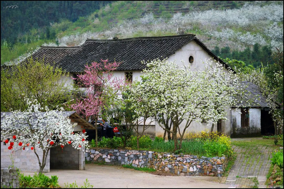 【春天,广西桂林灌阳县向您发出邀请!】我们在灌阳看梨花 - 游山玩水 - 青岛生活社区 - 青岛28生活网 qd.28life.com