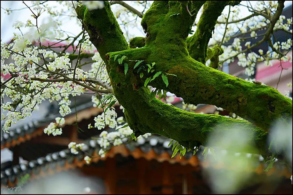 【春天,广西桂林灌阳县向您发出邀请!】我们在灌阳看梨花 - 游山玩水 - 青岛生活社区 - 青岛28生活网 qd.28life.com