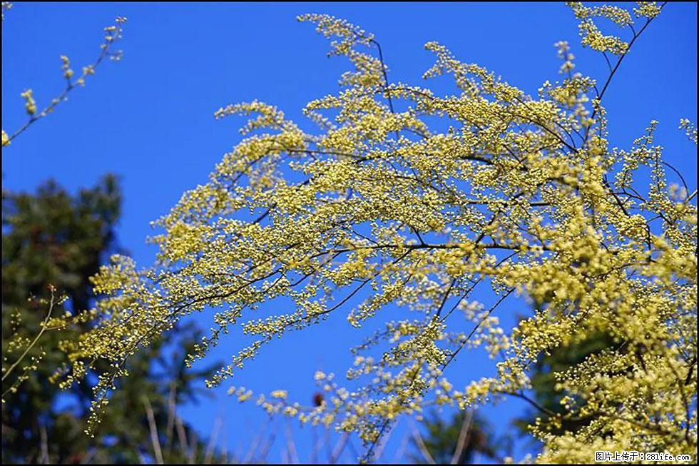 【春天,广西桂林灌阳县向您发出邀请!】米珠山前有片山苍子花在飘香 - 游山玩水 - 青岛生活社区 - 青岛28生活网 qd.28life.com