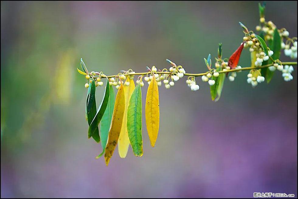 【春天,广西桂林灌阳县向您发出邀请!】米珠山前有片山苍子花在飘香 - 游山玩水 - 青岛生活社区 - 青岛28生活网 qd.28life.com