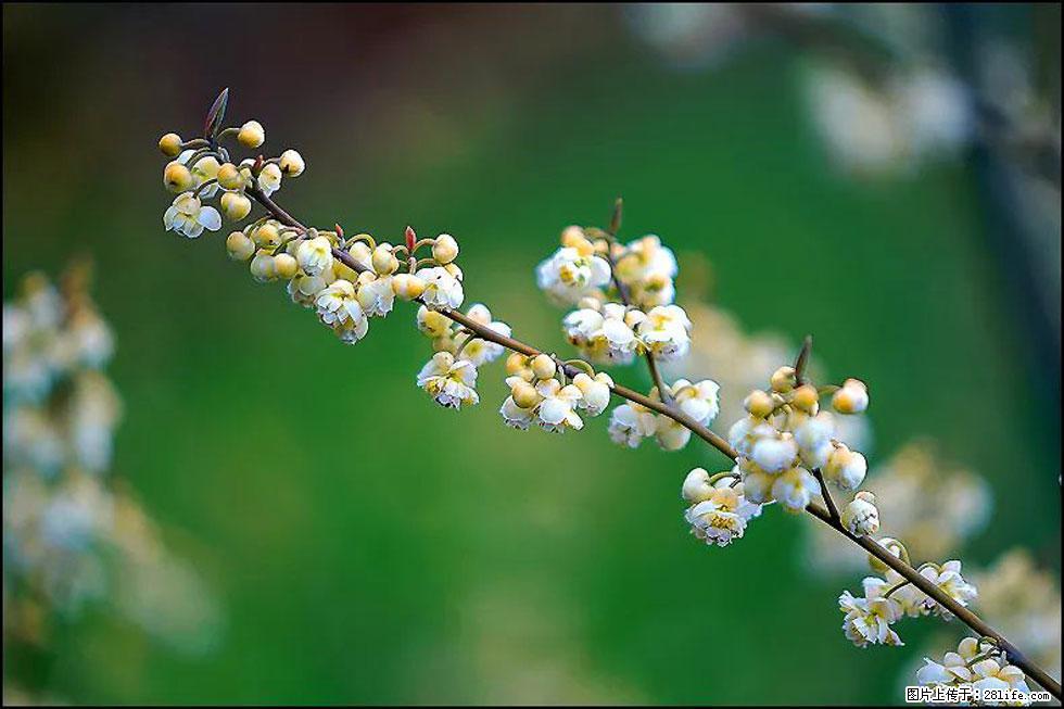 【春天,广西桂林灌阳县向您发出邀请!】米珠山前有片山苍子花在飘香 - 游山玩水 - 青岛生活社区 - 青岛28生活网 qd.28life.com