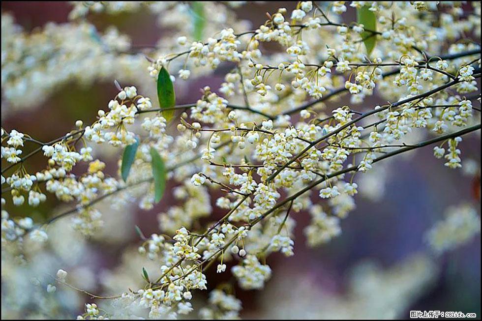 【春天,广西桂林灌阳县向您发出邀请!】米珠山前有片山苍子花在飘香 - 游山玩水 - 青岛生活社区 - 青岛28生活网 qd.28life.com
