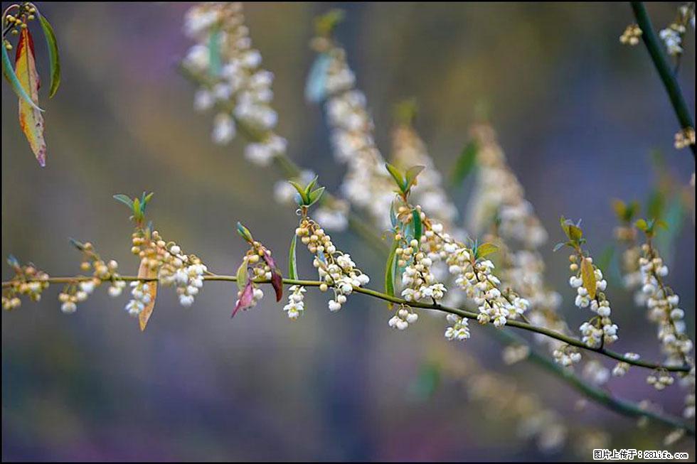 【春天,广西桂林灌阳县向您发出邀请!】米珠山前有片山苍子花在飘香 - 游山玩水 - 青岛生活社区 - 青岛28生活网 qd.28life.com