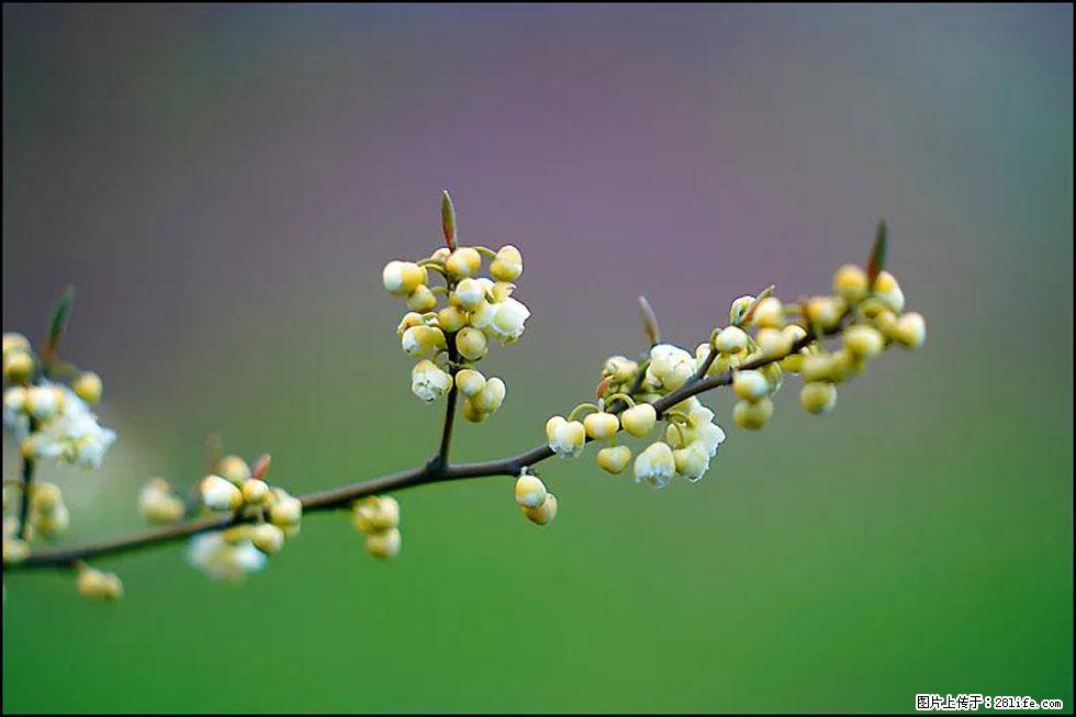 【春天,广西桂林灌阳县向您发出邀请!】米珠山前有片山苍子花在飘香 - 游山玩水 - 青岛生活社区 - 青岛28生活网 qd.28life.com