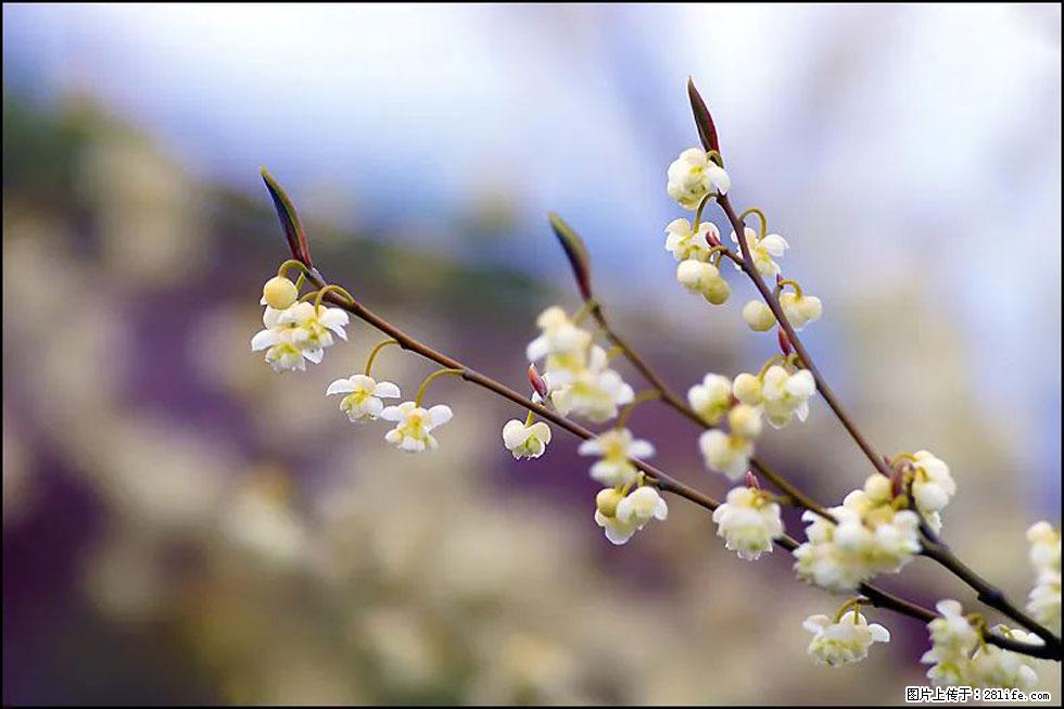 【春天,广西桂林灌阳县向您发出邀请!】米珠山前有片山苍子花在飘香 - 游山玩水 - 青岛生活社区 - 青岛28生活网 qd.28life.com