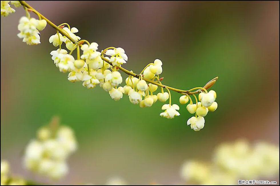 【春天,广西桂林灌阳县向您发出邀请!】米珠山前有片山苍子花在飘香 - 游山玩水 - 青岛生活社区 - 青岛28生活网 qd.28life.com