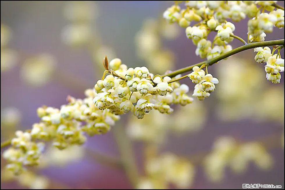 【春天,广西桂林灌阳县向您发出邀请!】米珠山前有片山苍子花在飘香 - 游山玩水 - 青岛生活社区 - 青岛28生活网 qd.28life.com