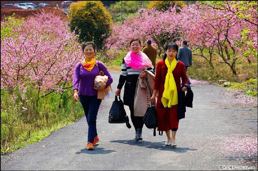 【春天,广西桂林灌阳县向您发出邀请!】官庄村有个醉美的桃花园 - 游山玩水 - 青岛生活社区 - 青岛28生活网 qd.28life.com