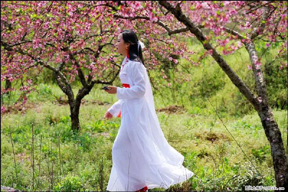 【春天,广西桂林灌阳县向您发出邀请!】官庄村有个醉美的桃花园 - 游山玩水 - 青岛生活社区 - 青岛28生活网 qd.28life.com