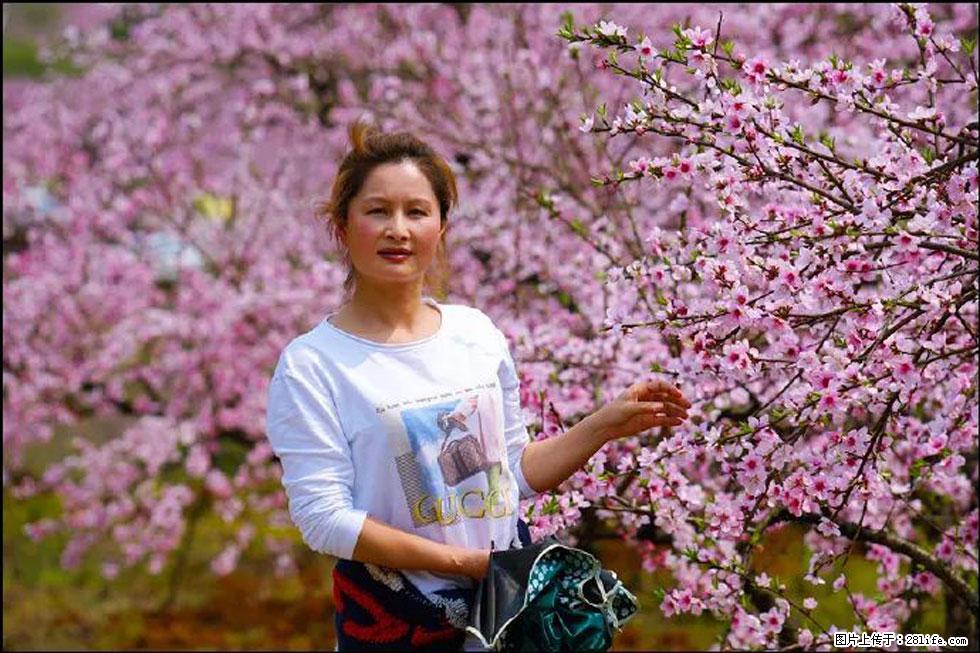 【春天,广西桂林灌阳县向您发出邀请!】官庄村有个醉美的桃花园 - 游山玩水 - 青岛生活社区 - 青岛28生活网 qd.28life.com