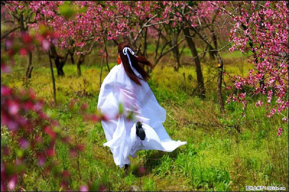 【春天,广西桂林灌阳县向您发出邀请!】官庄村有个醉美的桃花园 - 游山玩水 - 青岛生活社区 - 青岛28生活网 qd.28life.com