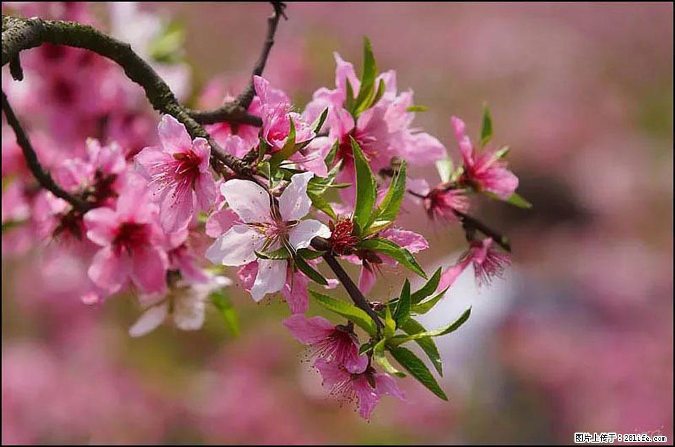 【春天,广西桂林灌阳县向您发出邀请!】官庄村有个醉美的桃花园 - 游山玩水 - 青岛生活社区 - 青岛28生活网 qd.28life.com