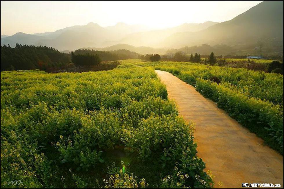 【春天,广西桂林灌阳县向您发出邀请!】长坪村油菜盛情花开 - 游山玩水 - 青岛生活社区 - 青岛28生活网 qd.28life.com