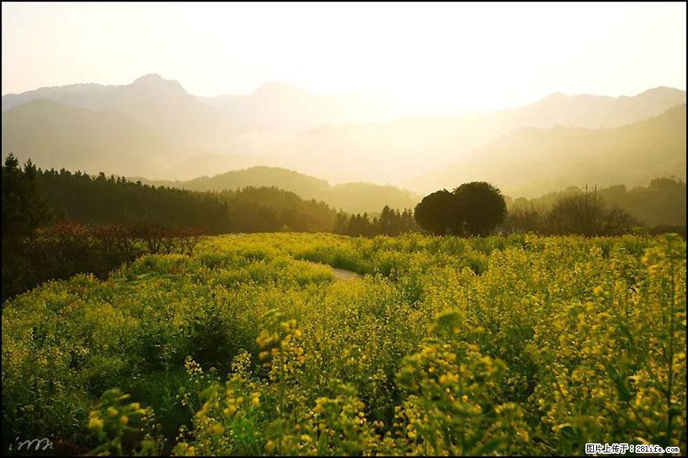 【春天,广西桂林灌阳县向您发出邀请!】长坪村油菜盛情花开 - 游山玩水 - 青岛生活社区 - 青岛28生活网 qd.28life.com