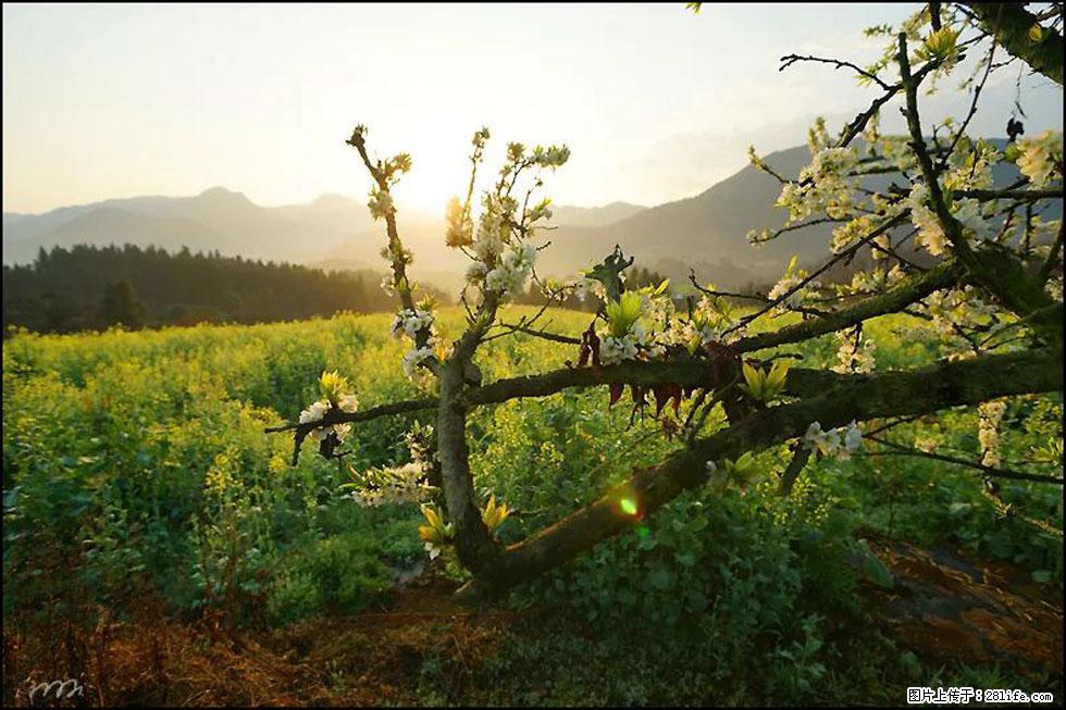 【春天,广西桂林灌阳县向您发出邀请!】长坪村油菜盛情花开 - 游山玩水 - 青岛生活社区 - 青岛28生活网 qd.28life.com