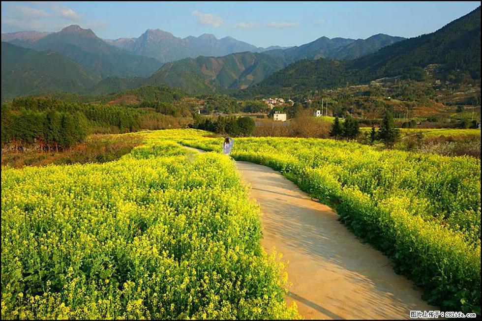 【春天,广西桂林灌阳县向您发出邀请!】长坪村油菜盛情花开 - 游山玩水 - 青岛生活社区 - 青岛28生活网 qd.28life.com