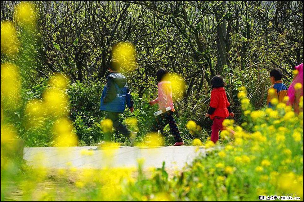 【春天,广西桂林灌阳县向您发出邀请!】长坪村油菜盛情花开 - 游山玩水 - 青岛生活社区 - 青岛28生活网 qd.28life.com
