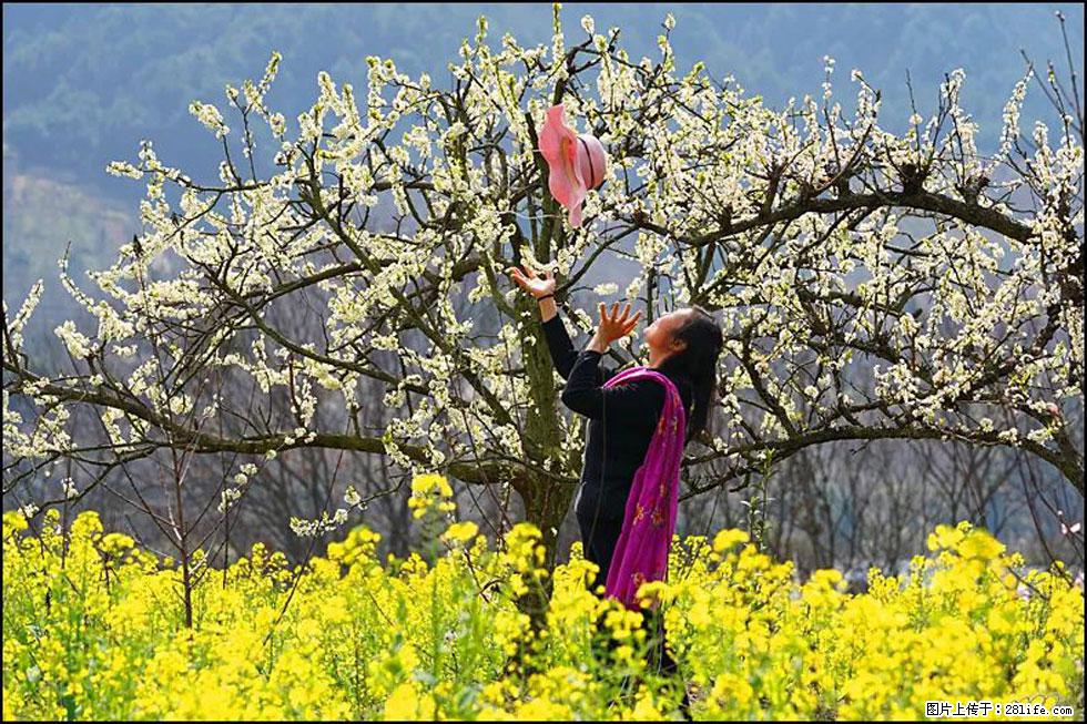 【春天,广西桂林灌阳县向您发出邀请!】长坪村油菜盛情花开 - 游山玩水 - 青岛生活社区 - 青岛28生活网 qd.28life.com