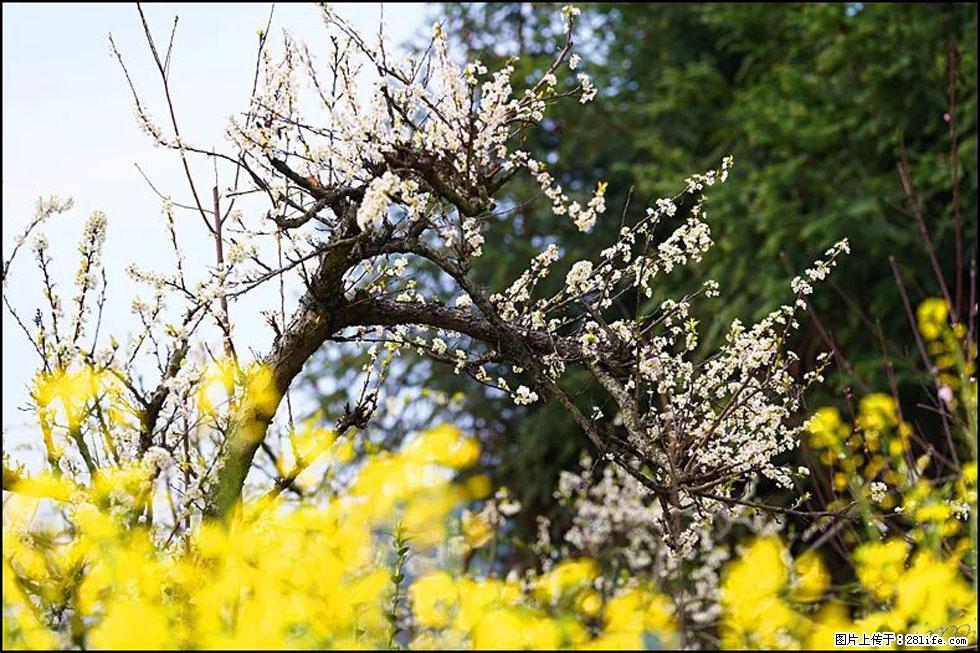 【春天,广西桂林灌阳县向您发出邀请!】长坪村油菜盛情花开 - 游山玩水 - 青岛生活社区 - 青岛28生活网 qd.28life.com
