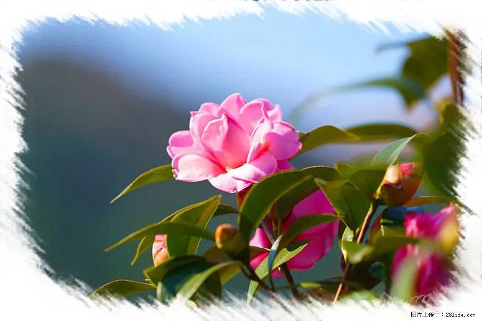 【春天,广西桂林灌阳县向您发出邀请!】杨柳井茶花惹人爱 - 游山玩水 - 青岛生活社区 - 青岛28生活网 qd.28life.com