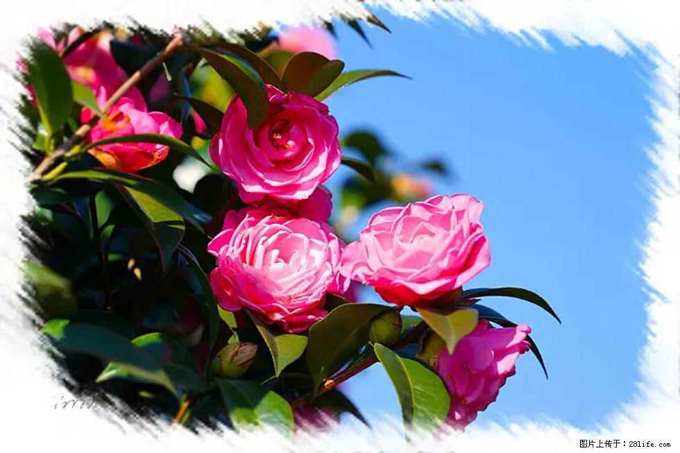 【春天,广西桂林灌阳县向您发出邀请!】杨柳井茶花惹人爱 - 游山玩水 - 青岛生活社区 - 青岛28生活网 qd.28life.com