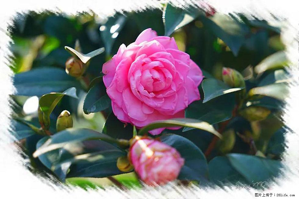 【春天,广西桂林灌阳县向您发出邀请!】杨柳井茶花惹人爱 - 游山玩水 - 青岛生活社区 - 青岛28生活网 qd.28life.com