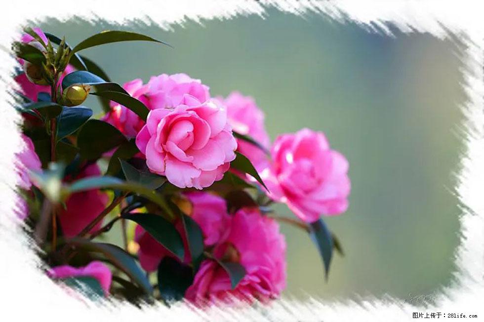 【春天,广西桂林灌阳县向您发出邀请!】杨柳井茶花惹人爱 - 游山玩水 - 青岛生活社区 - 青岛28生活网 qd.28life.com