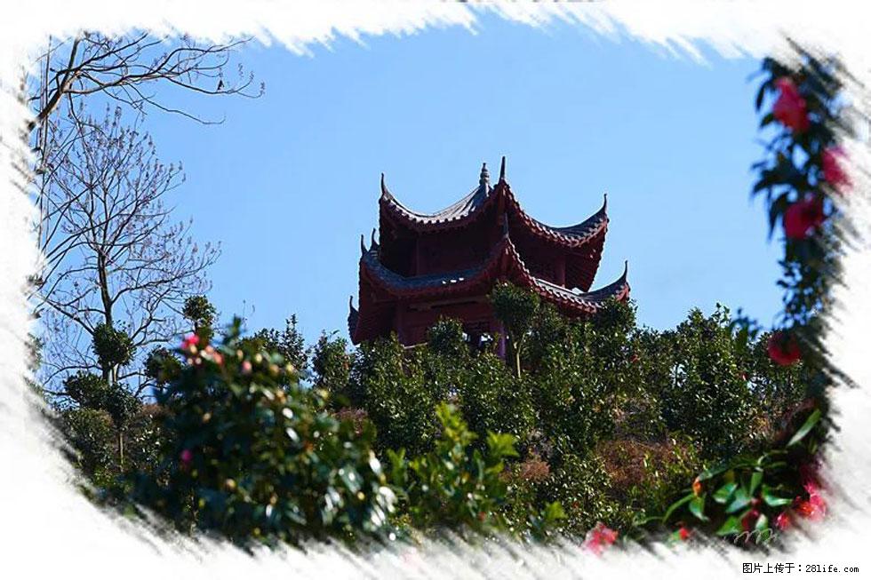 【春天,广西桂林灌阳县向您发出邀请!】杨柳井茶花惹人爱 - 游山玩水 - 青岛生活社区 - 青岛28生活网 qd.28life.com