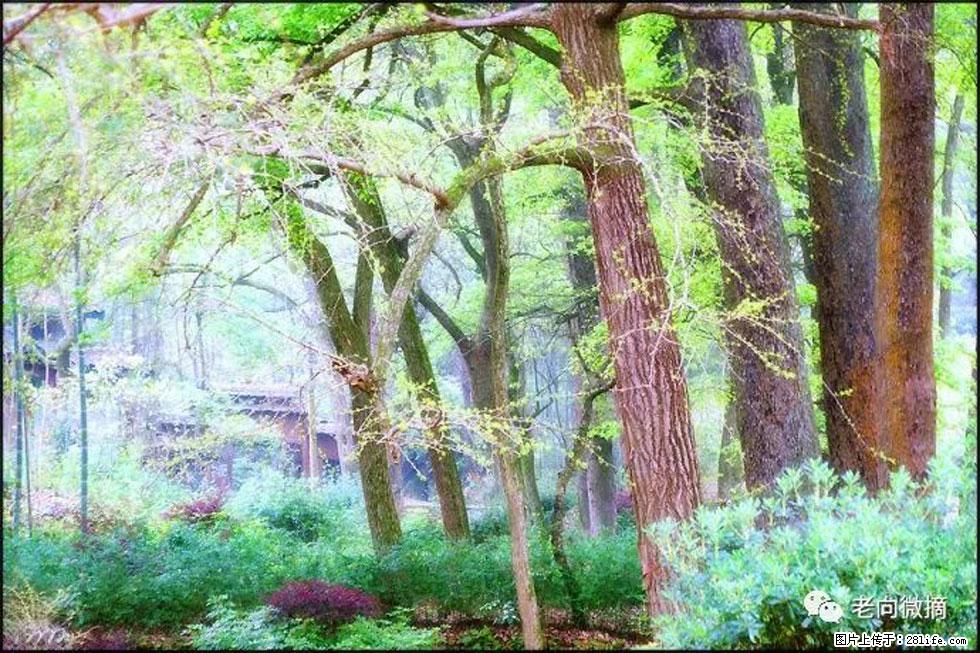 【春天，广西桂林灌阳县向您发出邀请！】在小龙村与春天约会 - 游山玩水 - 青岛生活社区 - 青岛28生活网 qd.28life.com