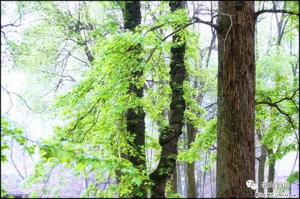 【春天，广西桂林灌阳县向您发出邀请！】在小龙村与春天约会 - 游山玩水 - 青岛生活社区 - 青岛28生活网 qd.28life.com