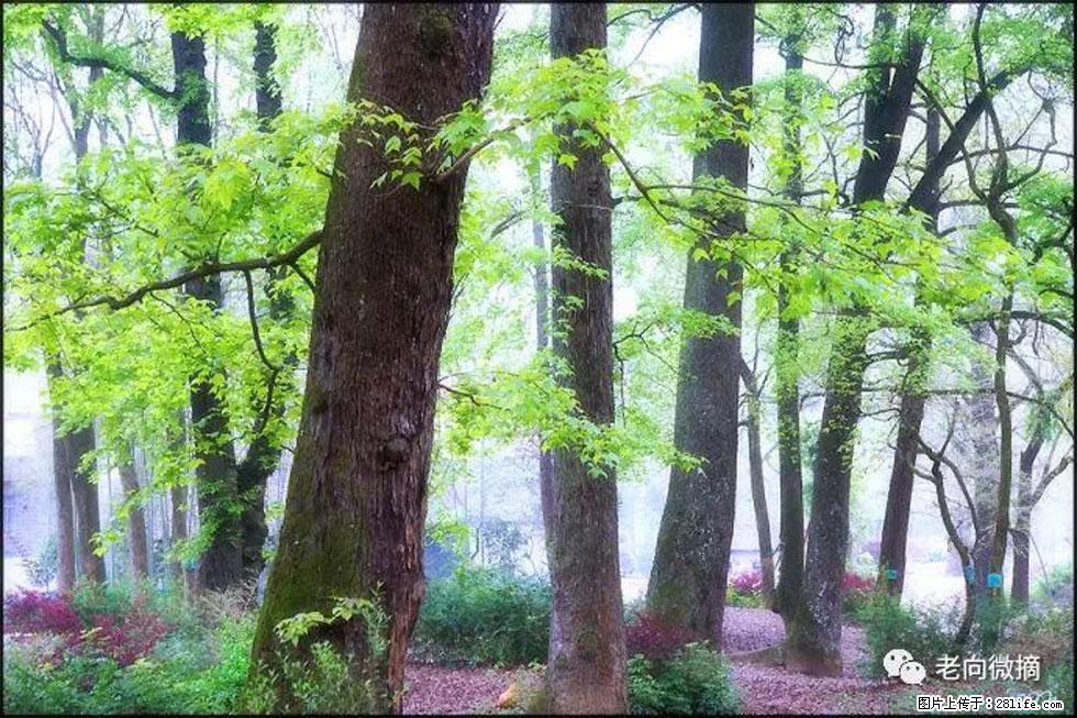 【春天，广西桂林灌阳县向您发出邀请！】在小龙村与春天约会 - 游山玩水 - 青岛生活社区 - 青岛28生活网 qd.28life.com