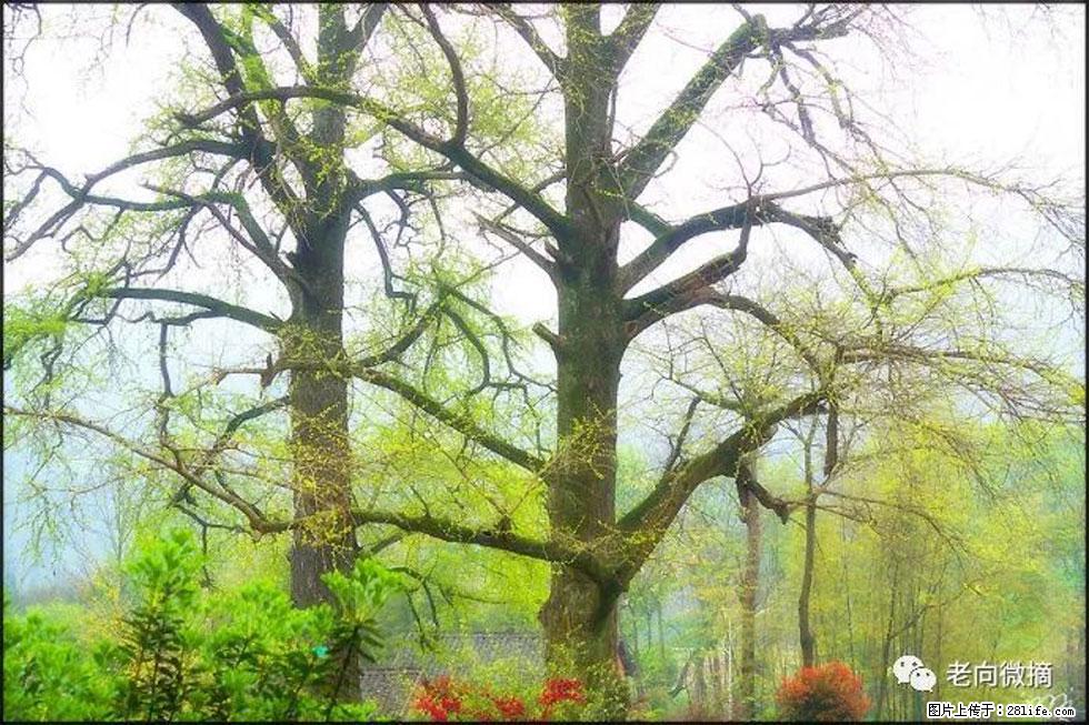 【春天，广西桂林灌阳县向您发出邀请！】在小龙村与春天约会 - 游山玩水 - 青岛生活社区 - 青岛28生活网 qd.28life.com