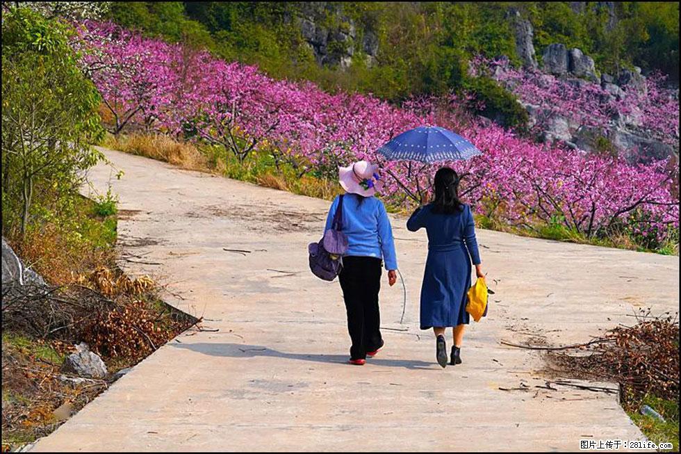 【春天，广西桂林灌阳县向您发出邀请！】望月岭上桃花开 - 游山玩水 - 青岛生活社区 - 青岛28生活网 qd.28life.com