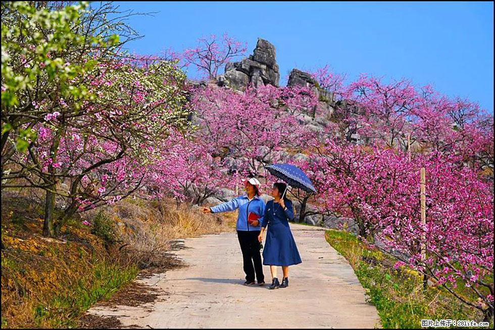 【春天，广西桂林灌阳县向您发出邀请！】望月岭上桃花开 - 游山玩水 - 青岛生活社区 - 青岛28生活网 qd.28life.com