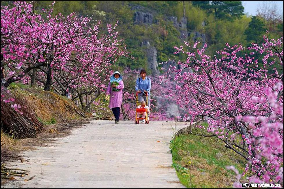 【春天，广西桂林灌阳县向您发出邀请！】望月岭上桃花开 - 游山玩水 - 青岛生活社区 - 青岛28生活网 qd.28life.com