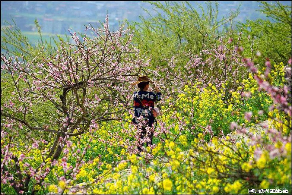 【春天，广西桂林灌阳县向您发出邀请！】望月岭上桃花开 - 游山玩水 - 青岛生活社区 - 青岛28生活网 qd.28life.com