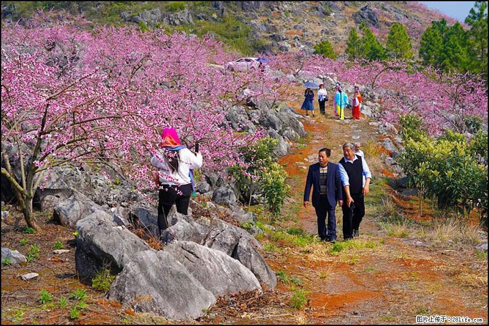 【春天，广西桂林灌阳县向您发出邀请！】望月岭上桃花开 - 游山玩水 - 青岛生活社区 - 青岛28生活网 qd.28life.com