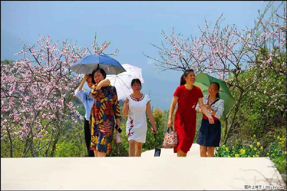 【春天，广西桂林灌阳县向您发出邀请！】望月岭上桃花开 - 游山玩水 - 青岛生活社区 - 青岛28生活网 qd.28life.com