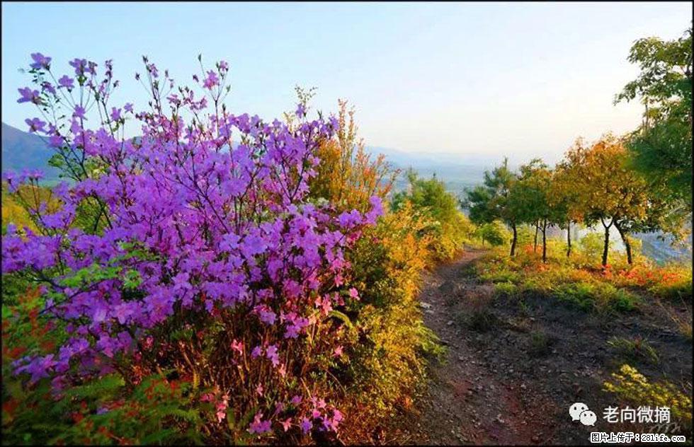 【春天,广西桂林灌阳县向您发出邀请!】登麒麟山,相约映山红 - 游山玩水 - 青岛生活社区 - 青岛28生活网 qd.28life.com
