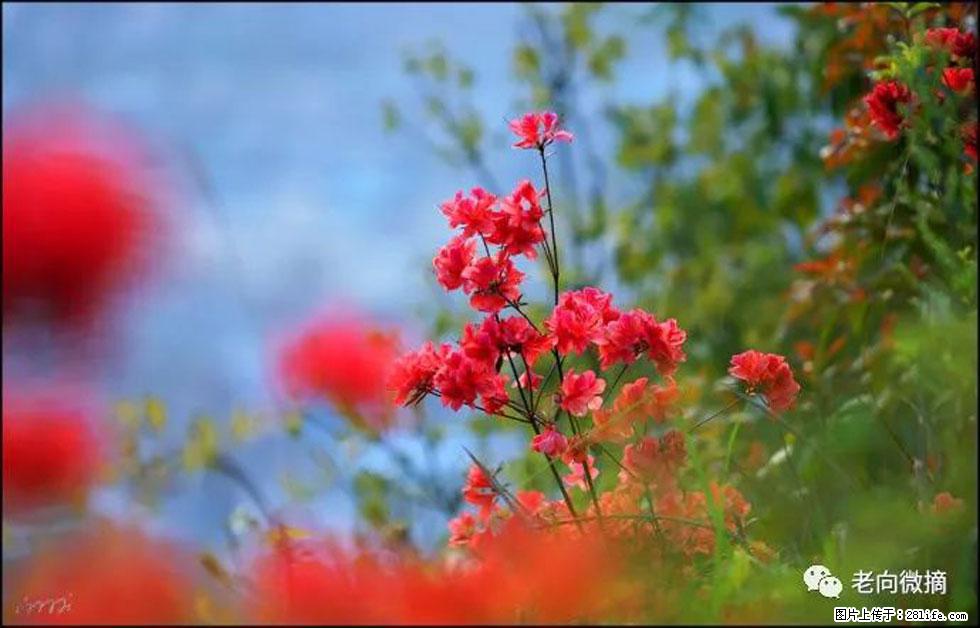 【春天,广西桂林灌阳县向您发出邀请!】登麒麟山,相约映山红 - 游山玩水 - 青岛生活社区 - 青岛28生活网 qd.28life.com