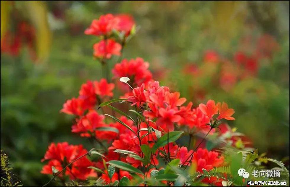 【春天,广西桂林灌阳县向您发出邀请!】登麒麟山,相约映山红 - 游山玩水 - 青岛生活社区 - 青岛28生活网 qd.28life.com