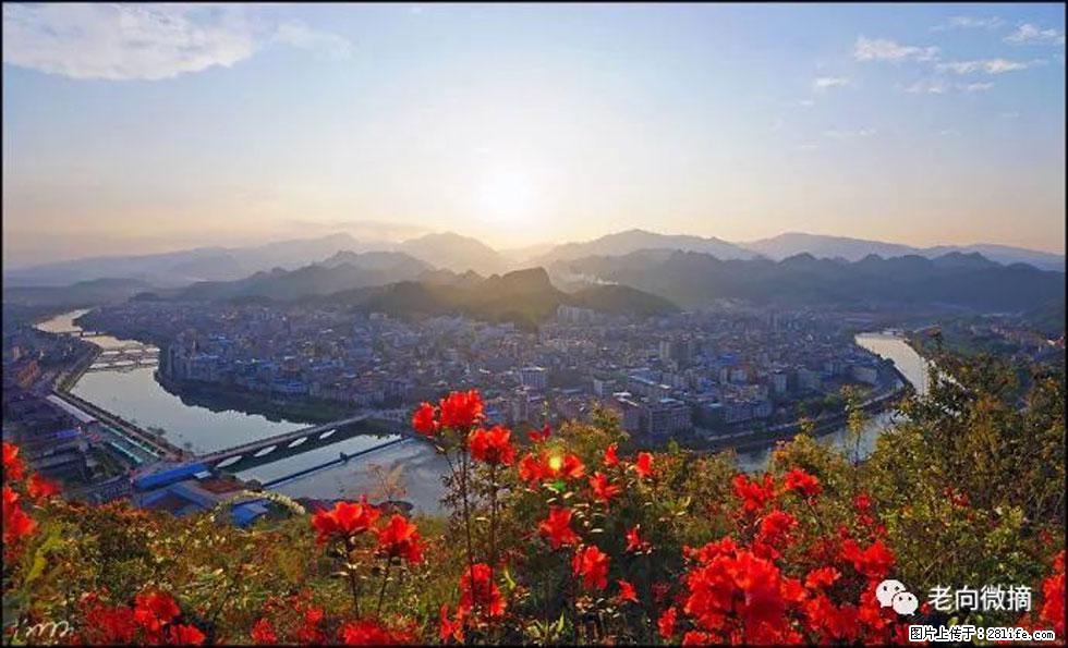 【春天,广西桂林灌阳县向您发出邀请!】登麒麟山,相约映山红 - 游山玩水 - 青岛生活社区 - 青岛28生活网 qd.28life.com