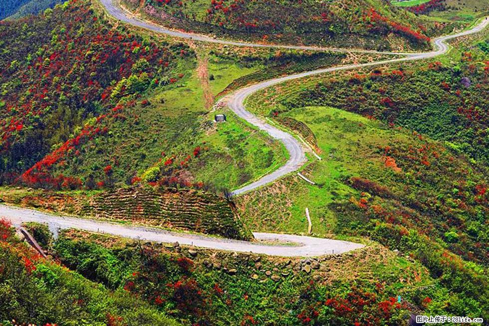 【春天,广西桂林灌阳县向您发出邀请!】春木界上映山红 - 游山玩水 - 青岛生活社区 - 青岛28生活网 qd.28life.com