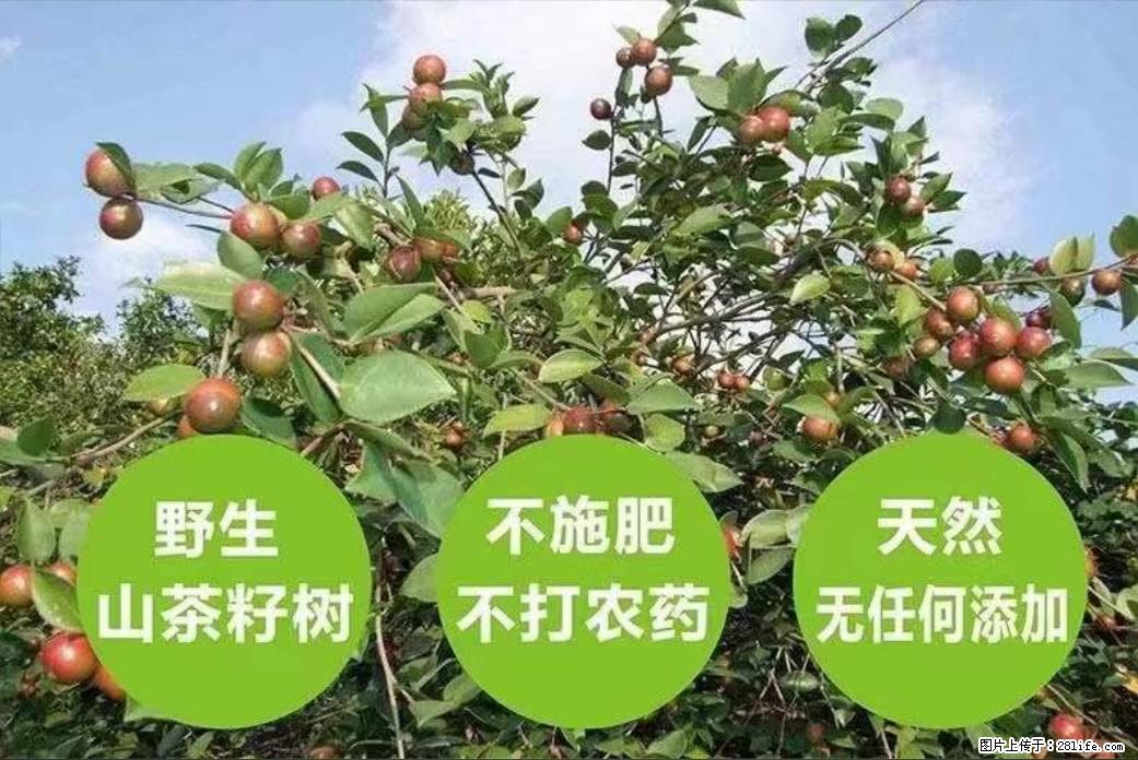 【灌阳县油茶产业示范区】一个有着充实的精神生活的人,对待身外之物自会有一种淡泊的态度 - 美食天地 - 青岛生活社区 - 青岛28生活网 qd.28life.com