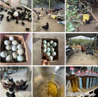 油茶园从小鸡仔开始养起的纯土鸡、土鸡蛋可以预定啦！还有前几天刚榨的纯山茶油哦 - 青岛28生活网 qd.28life.com