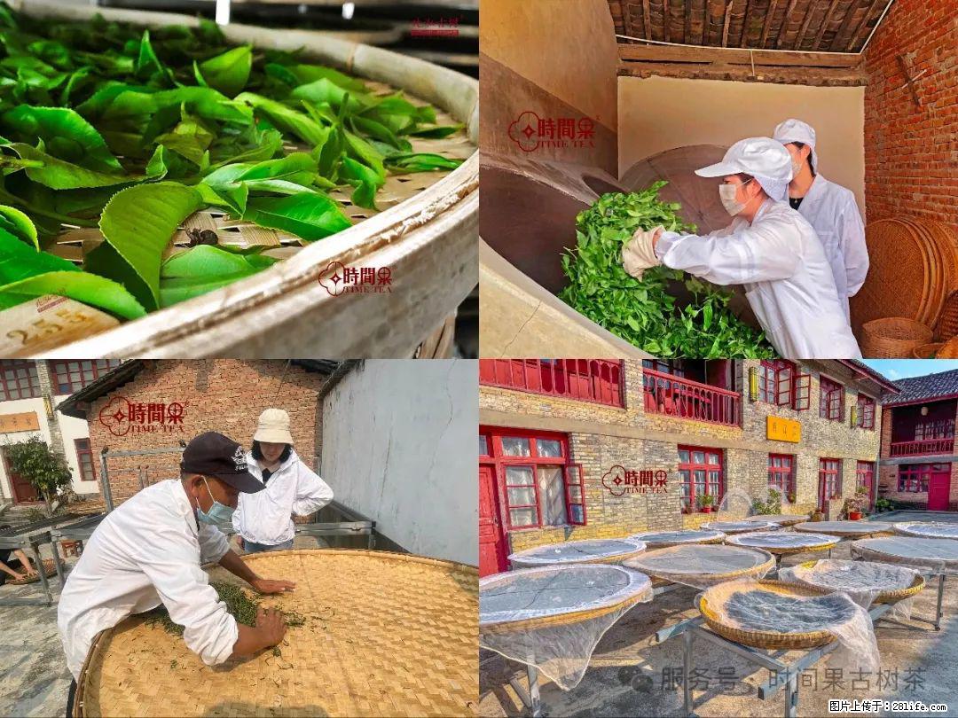 时间果百年古树龙珠普洱生茶 - 购物交流 - 青岛生活社区 - 青岛28生活网 qd.28life.com